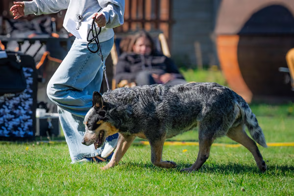 Krajská výstava psů Němčice u Kolína — DSC05700