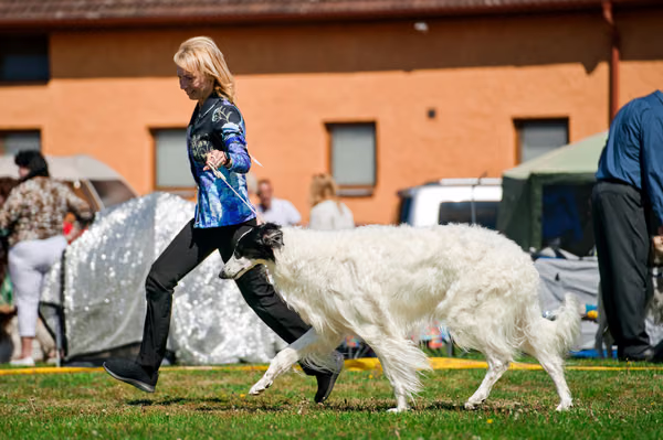 Krajská výstava psů Němčice u Kolína — VNEM26-064