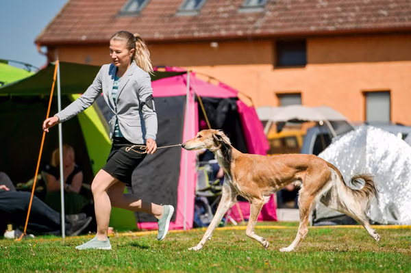 Krajská výstava psů Němčice u Kolína — VNEM26-069