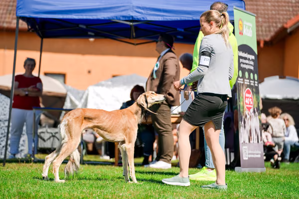 Krajská výstava psů Němčice u Kolína — VNEM26-070