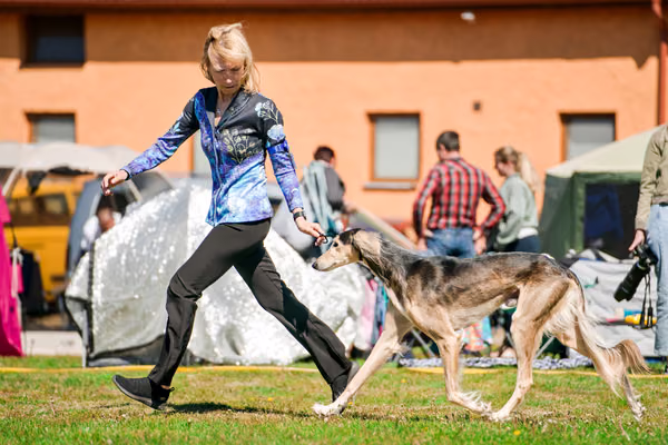 Krajská výstava psů Němčice u Kolína — VNEM26-071