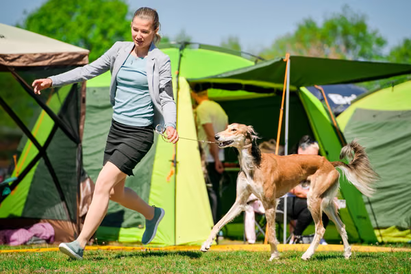 Krajská výstava psů Němčice u Kolína — VNEM26-073