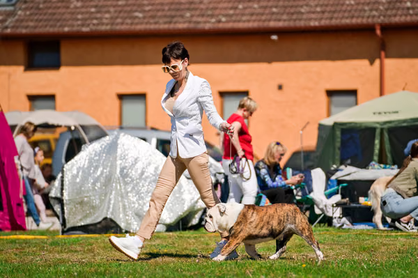 Krajská výstava psů Němčice u Kolína — VNEM26-080
