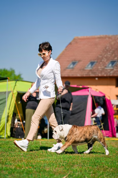 Krajská výstava psů Němčice u Kolína — VNEM26-082