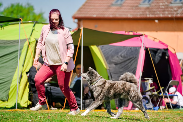 Krajská výstava psů Němčice u Kolína — VNEM26-098