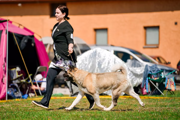 Krajská výstava psů Němčice u Kolína — VNEM26-106