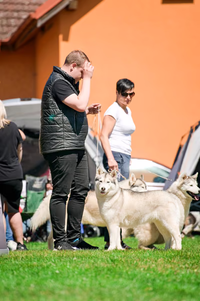 Krajská výstava psů Němčice u Kolína — VNEM26-118