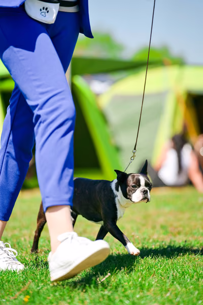 Krajská výstava psů Němčice u Kolína — VNEM26-125