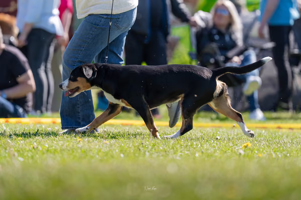 Krajská výstava psů Němčice u Kolína — DSC07142