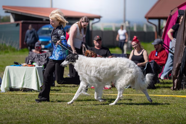 Krajská výstava psů Němčice u Kolína — DSC07205