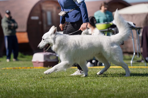 Krajská výstava psů Němčice u Kolína — DSC06117