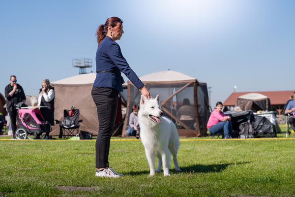 Krajská výstava psů Němčice u Kolína — DSC06137