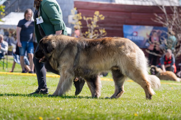 Krajská výstava psů Němčice u Kolína — DSC07344