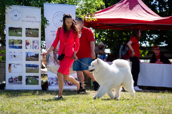 Samojed klub SK — DSC01655