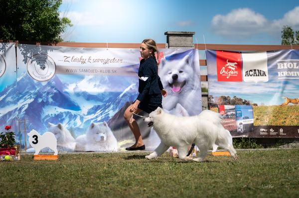 Samojed klub SK — DSC08114 2