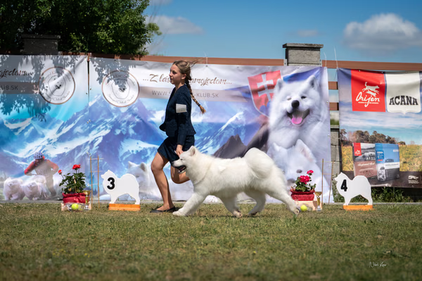 Samojed klub SK — DSC08116 2
