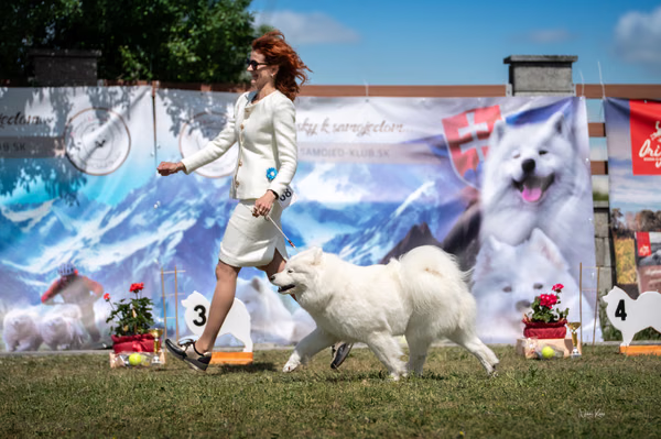 Samojed klub SK — DSC08120 2