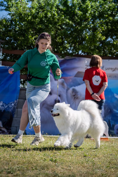 Samojed klub SK — DSC01563