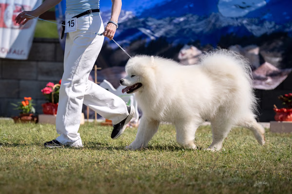 Samojed klub SK — DSC01584