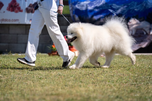 Samojed klub SK — DSC01585