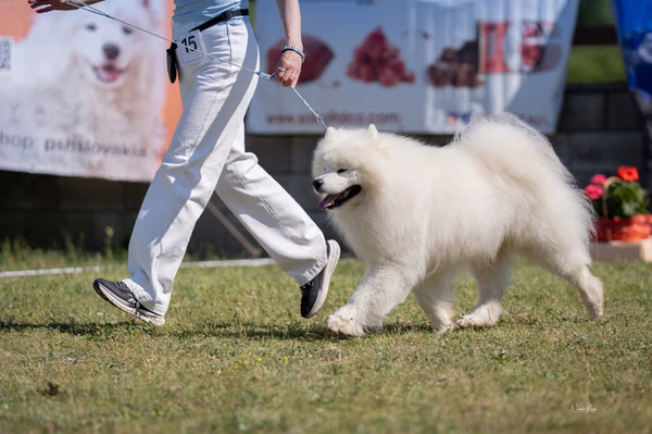 Samojed klub SK — DSC01587