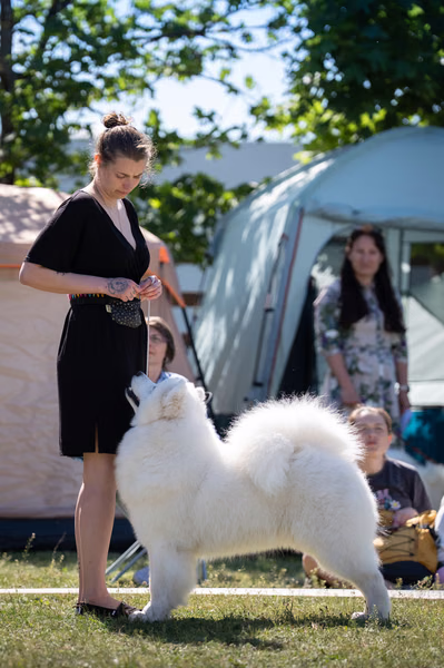 Samojed klub SK — DSC01643