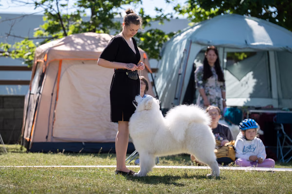 Samojed klub SK — DSC01644