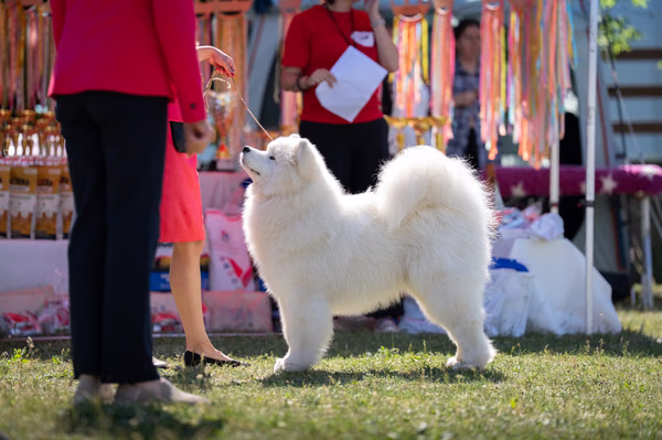 Samojed klub SK — DSC01647