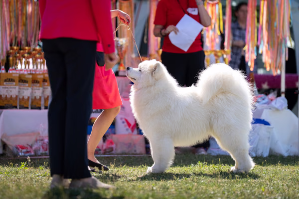 Samojed klub SK — DSC01650