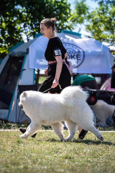 Samojed klub SK — DSC01669