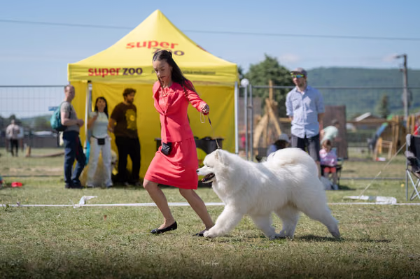 Samojed klub SK — DSC01686