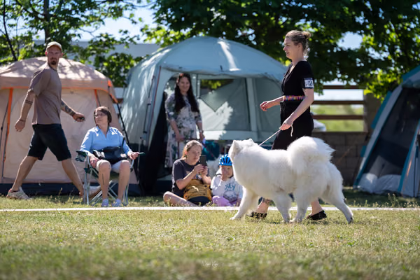 Samojed klub SK — DSC01673