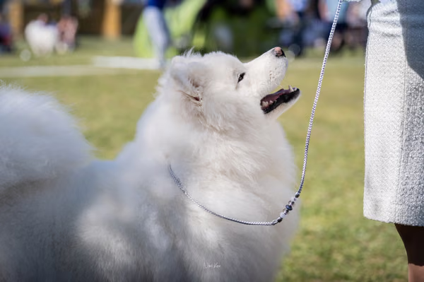 Samojed klub SK — DSC01856
