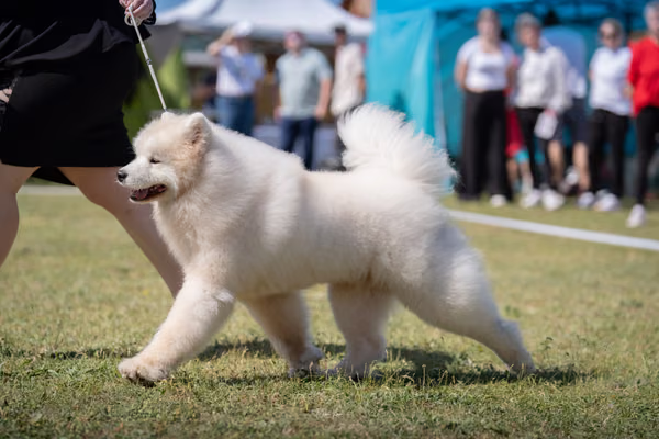 Samojed klub SK — DSC01862
