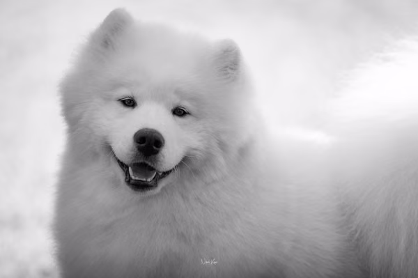Samojed klub SK — DSC01714