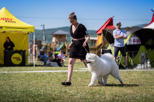 Samojed klub SK — DSC01728