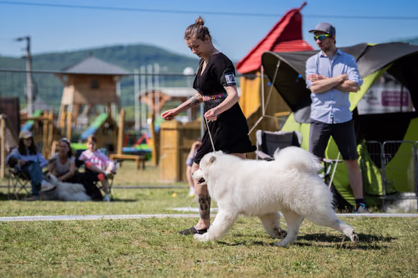 Samojed klub SK — DSC01735