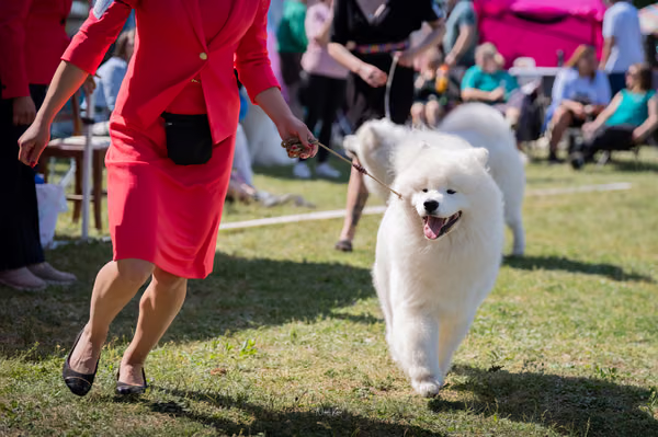 Samojed klub SK — DSC01745