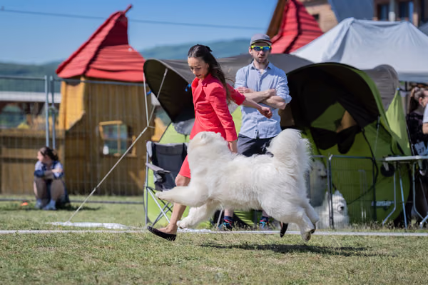 Samojed klub SK — DSC01751