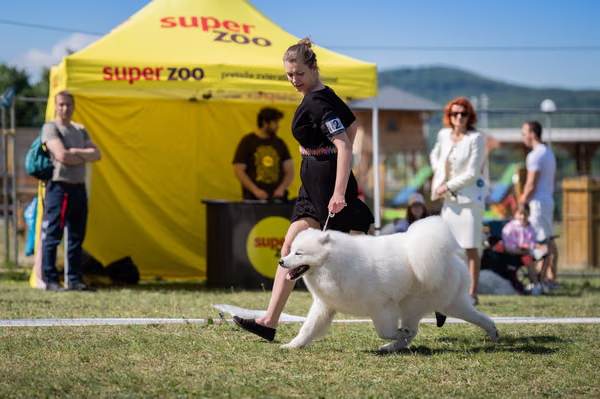 Samojed klub SK — DSC01757