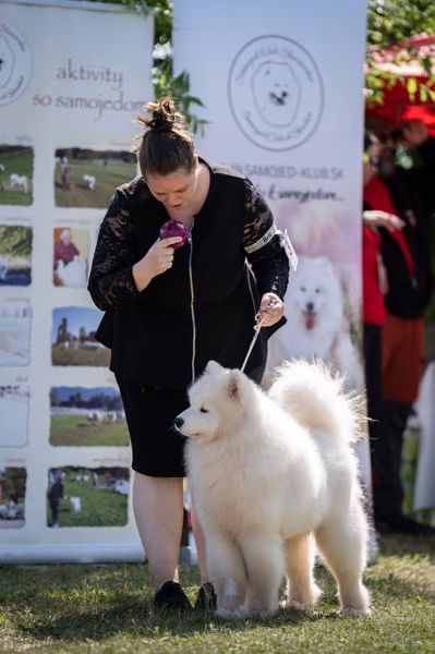 Samojed klub SK — DSC01820