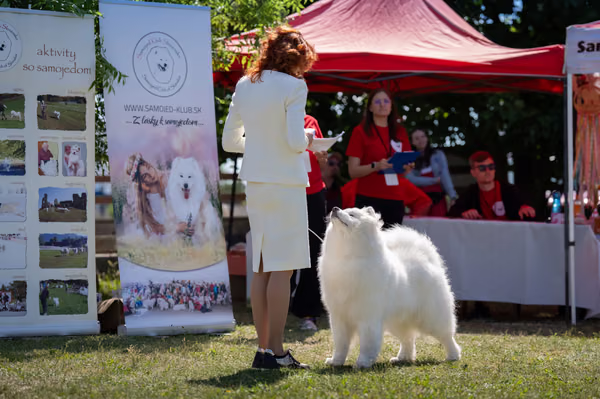 Samojed klub SK — DSC02040