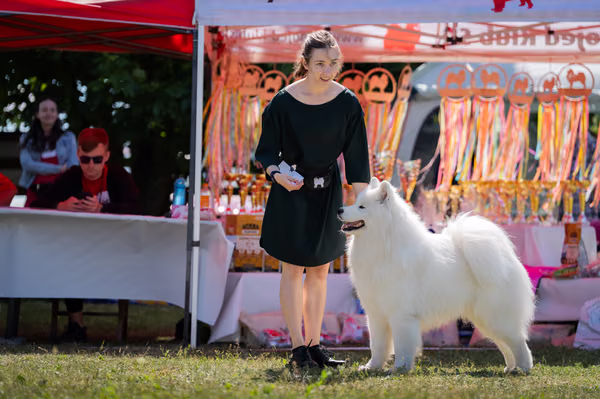 Samojed klub SK — DSC02041