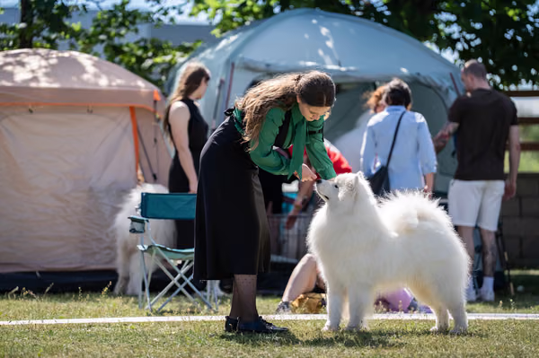 Samojed klub SK — DSC02103
