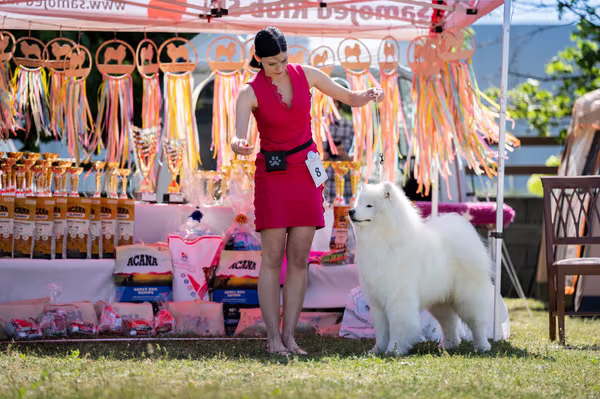 Samojed klub SK — DSC02110