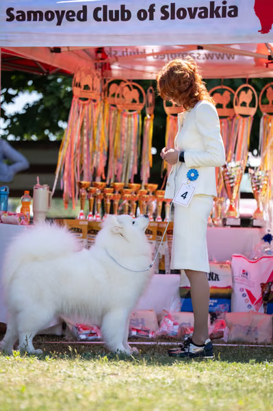 Samojed klub SK — DSC01906