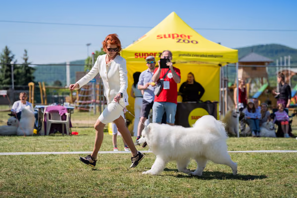 Samojed klub SK — DSC01922