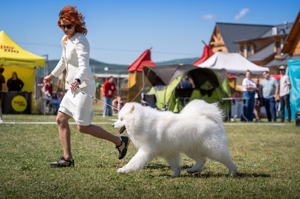 Samojed klub SK — DSC01913