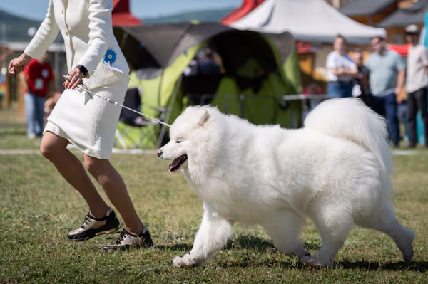Samojed klub SK — DSC01912