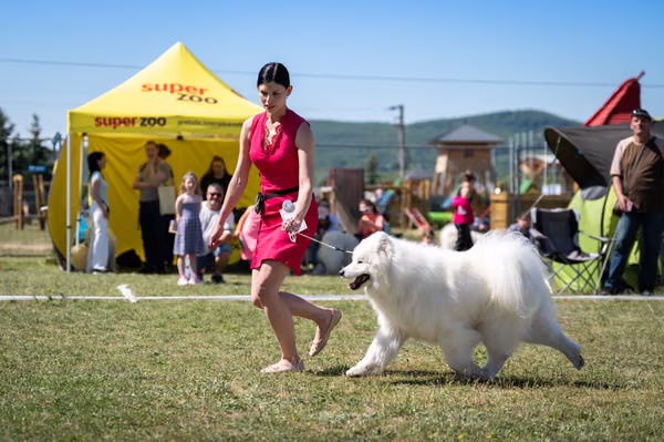 Samojed klub SK — DSC02194